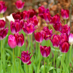 Tulip, Single Early Tulip, Single Late Tulip, Double Early Tulip, Double Late Tulip, Lily Tulip, Fringed Tulip, Greigii Tulip, Parrot Tulip, Spring Flowers